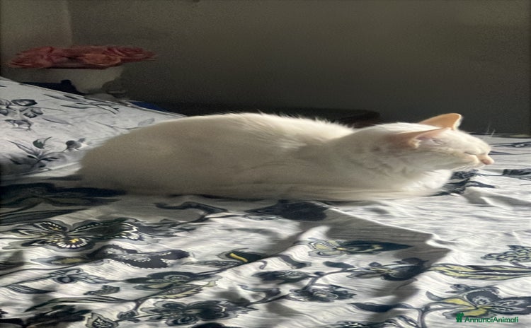 Europeo gatti - Annuncio 9