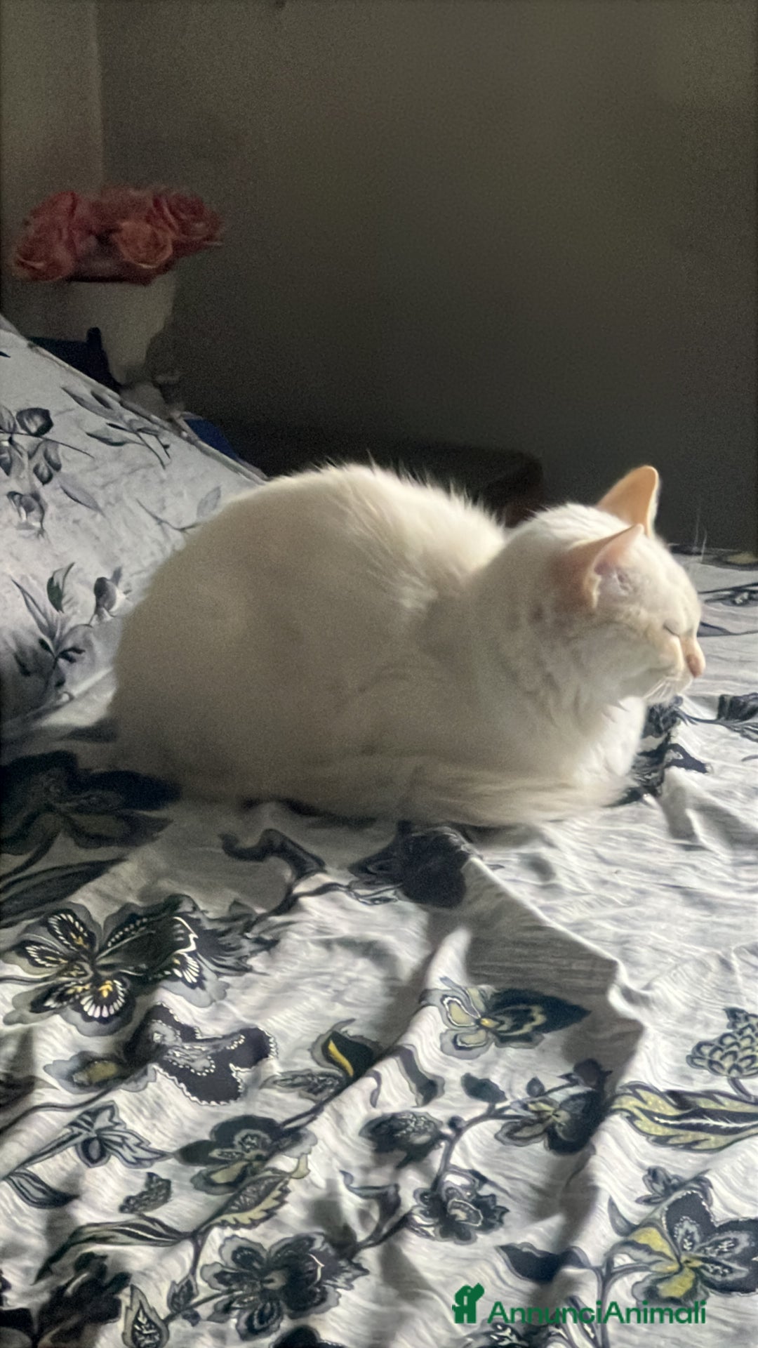 Europeo gatti in vendita: Gatto europeo - Annuncio 1