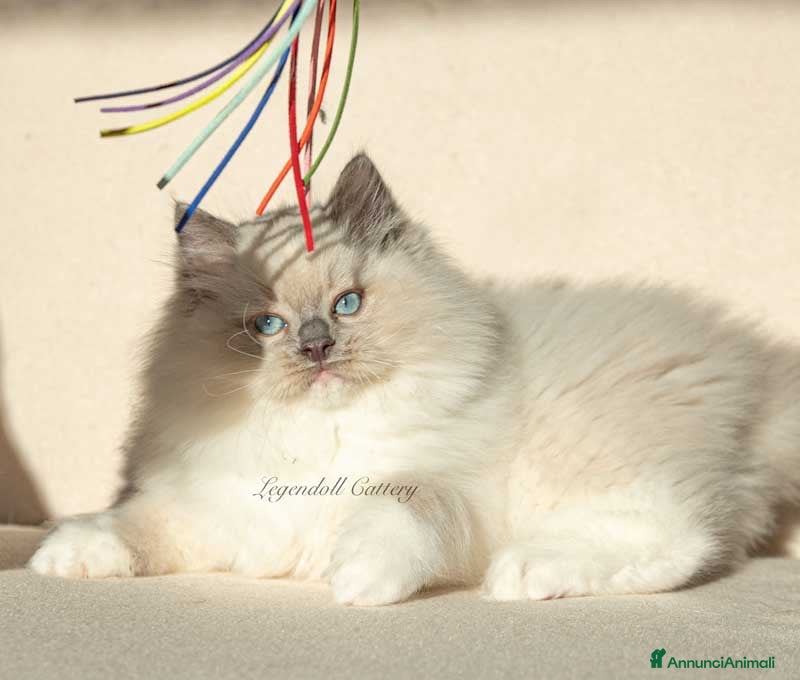 Ragdoll gatti in vendita: Adorabili Cuccioli Ragdoll - Annuncio 1
