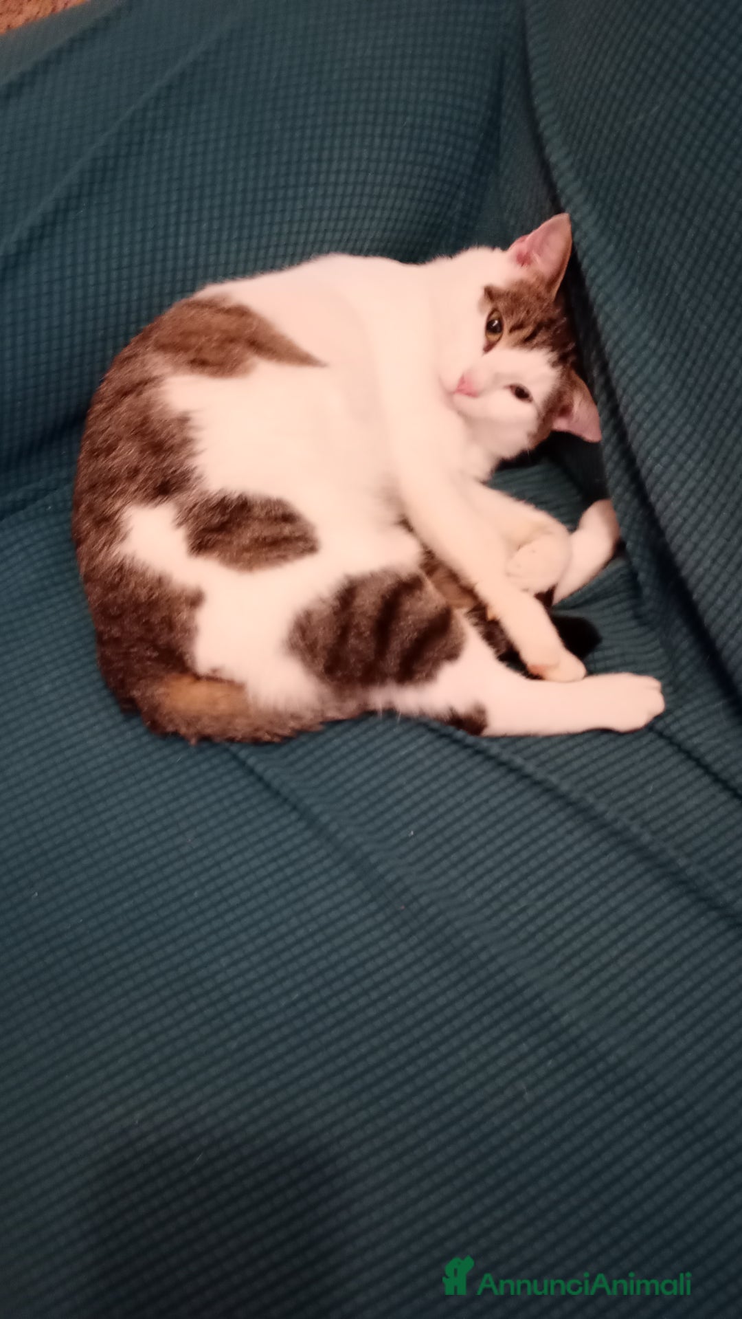 Europeo gatti in regalo: Teo, gatto di un' anno  - Annuncio 6