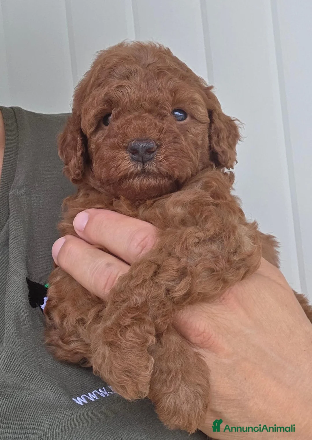Barboncino cani in vendita: Barboncino nano fulvo - Annuncio 17