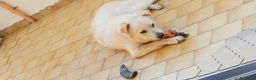 Meticcio cani in regalo: Simil maremmano  - Annuncio 3