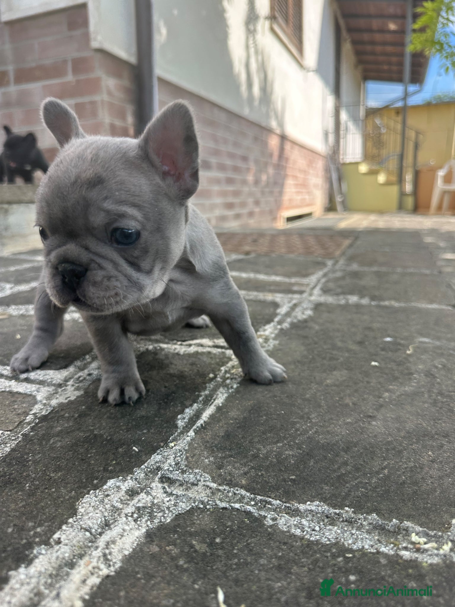 Bulldog Francese cani in vendita: bulldog francese blue occhi celesti, merlè, 2 nere - Annuncio 14