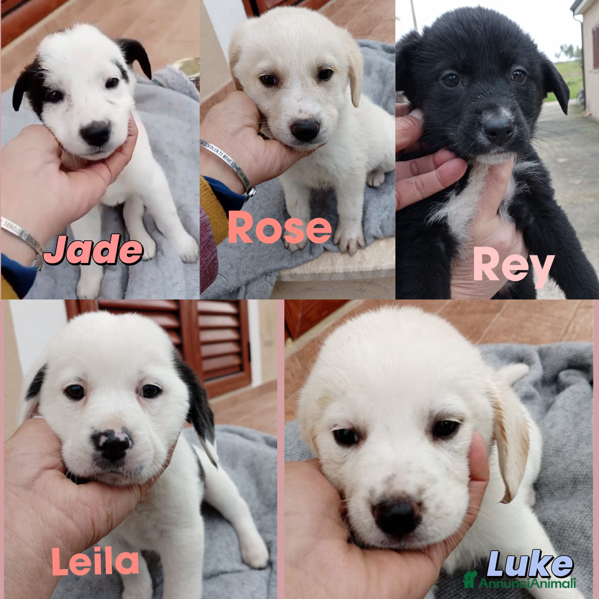 Meticcio cani Cuccioli di quasi 2 mesi cercano casa  - Annuncio 12