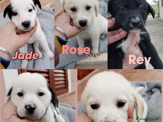 Meticcio cani Cuccioli di quasi 2 mesi cercano casa - Annuncio 12