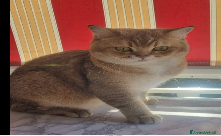British gatti a Città metropolitana di Catania - Annuncio 7