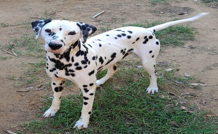 Dalmata cani a Provincia di Varese - Annuncio 1
