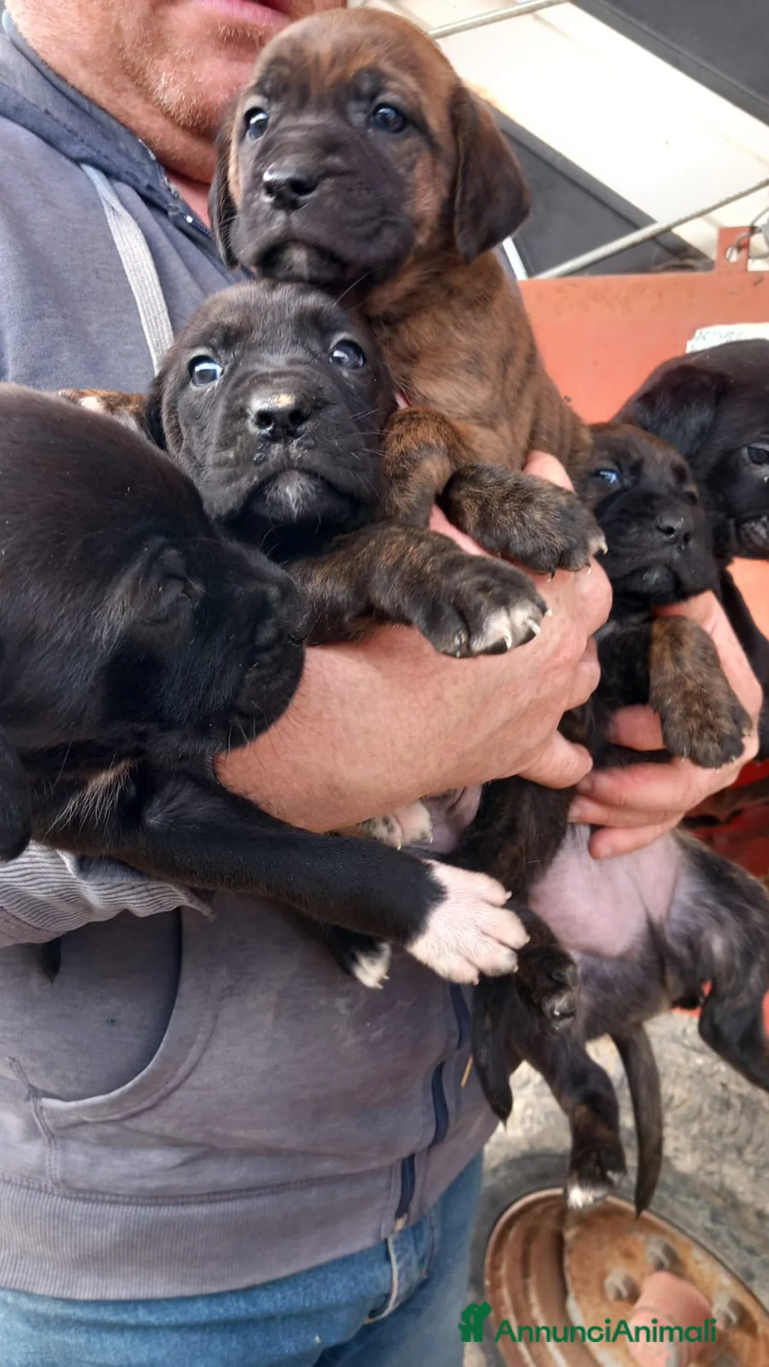Altre razze cani in regalo: Regalo cuccioli di Segugio Maremmano/Corso a Provincia di Pescara - Annuncio 5