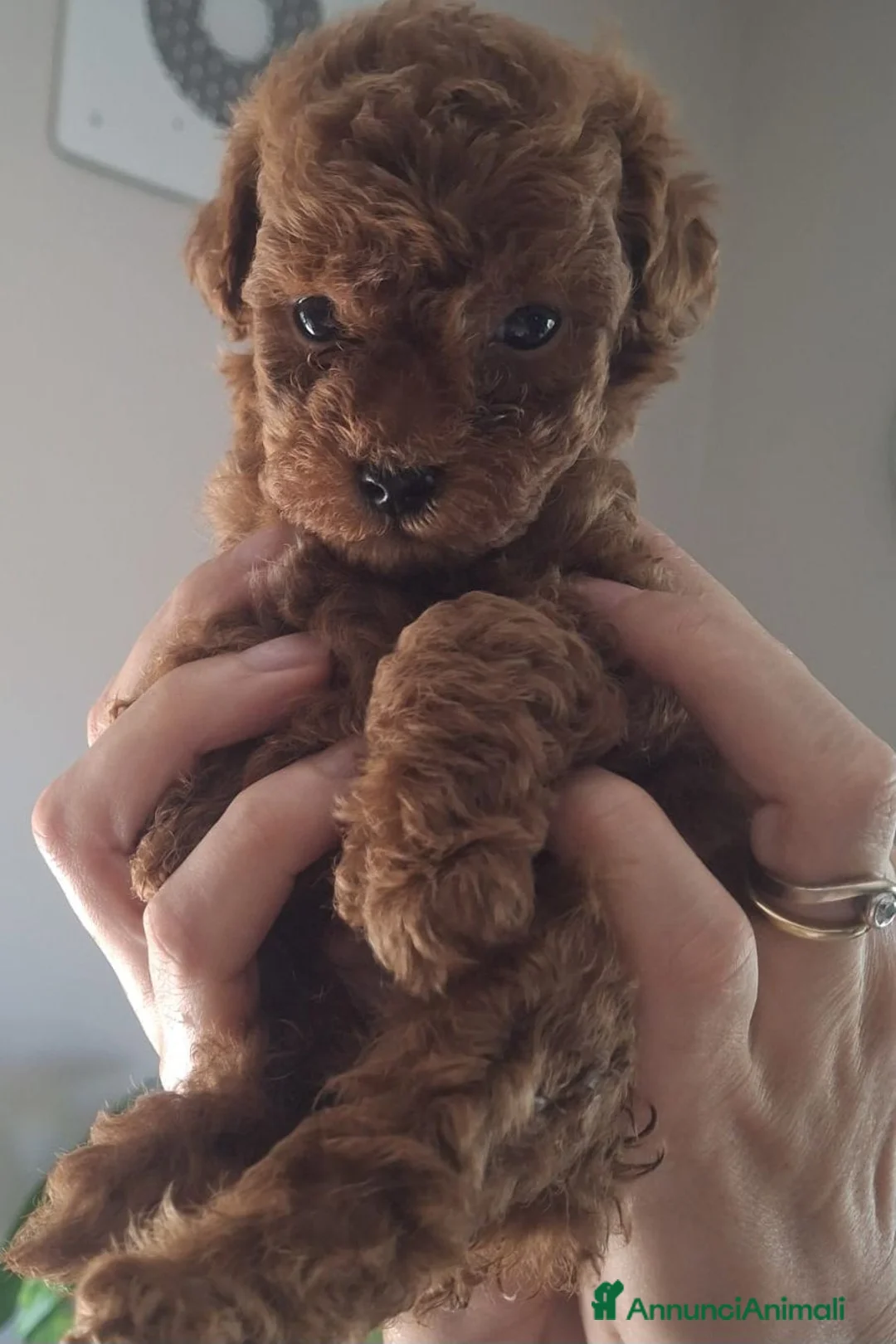 Barboncino cani in vendita: Barbonici Nano - Annuncio 1