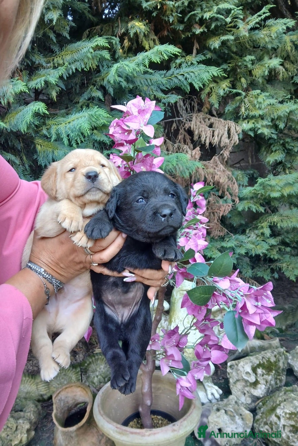 Labrador cani Cuccioli di labrador  - Annuncio 4