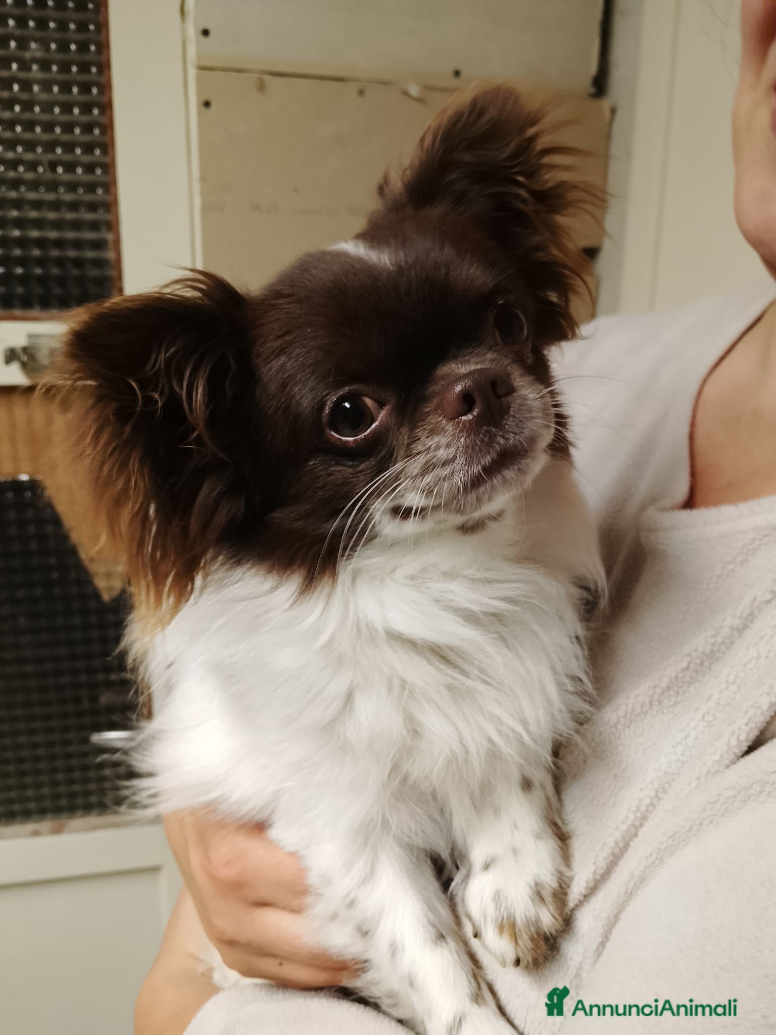 Chihuahua cani per accoppiamento: Accoppiamento  - Annuncio 1