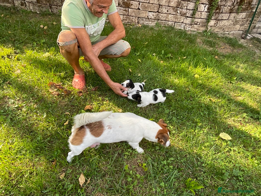 Jack Russell cani in vendita: cuccioli Jack Russell Terrier - Annuncio 6