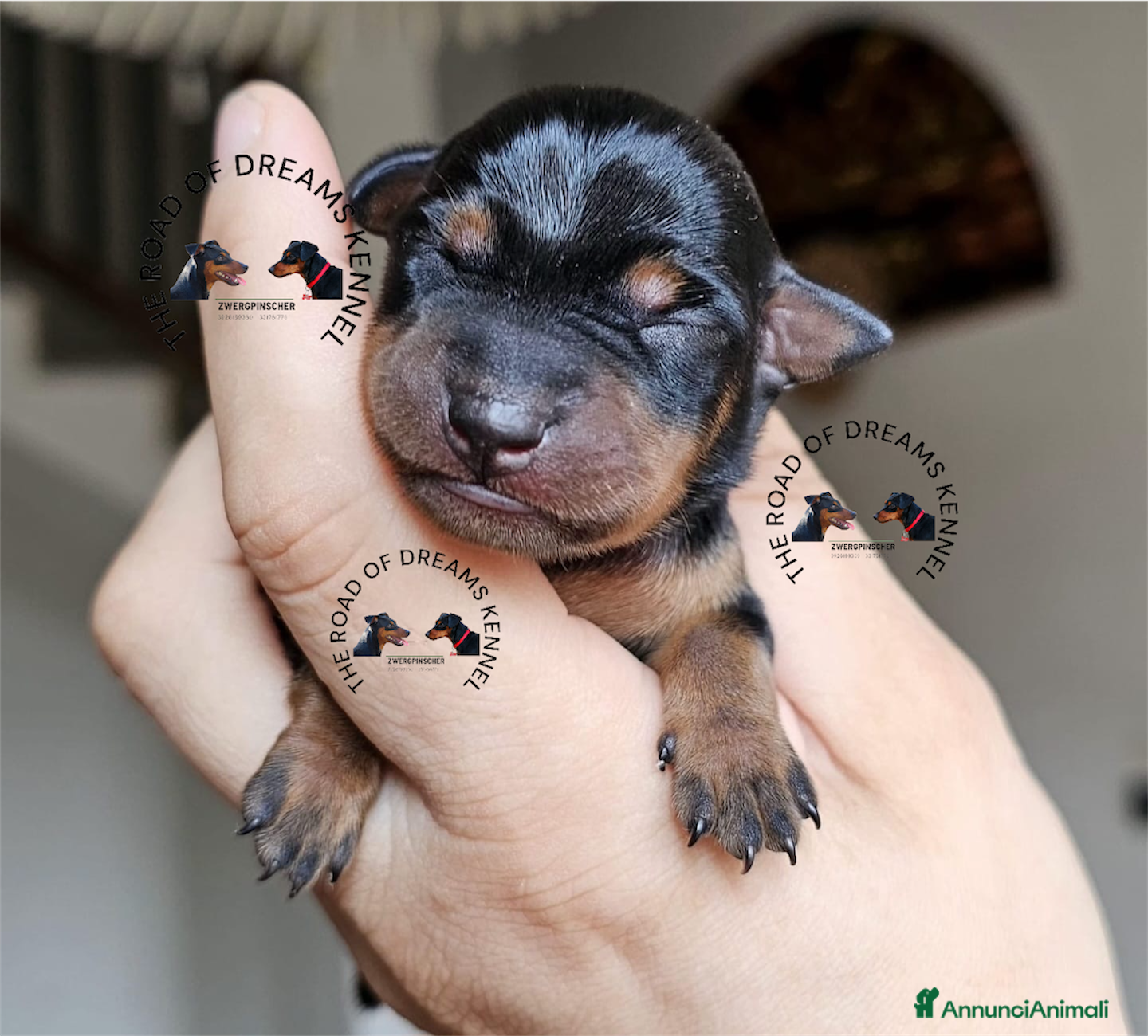 Pinscher Miniatura cani Zwergpinscher pinscher nano cuccioli  - Annuncio 6
