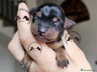 Pinscher Miniatura cani Zwergpinscher pinscher nano cuccioli - Annuncio 10