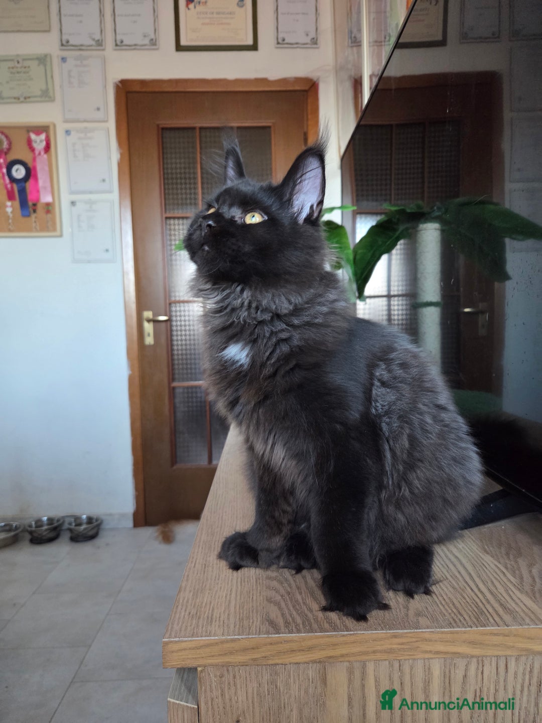 Maine Coon gatti in vendita: Maine Coon - 2 maschie e 1 femmina - Annuncio 5