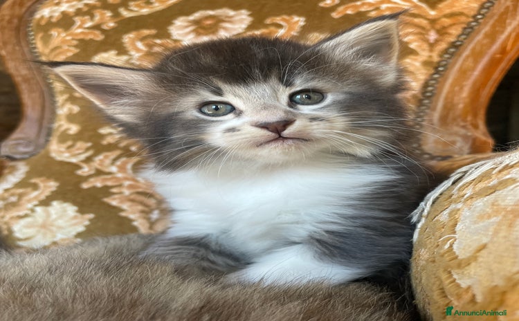 Norvegese gatti - Annuncio 6