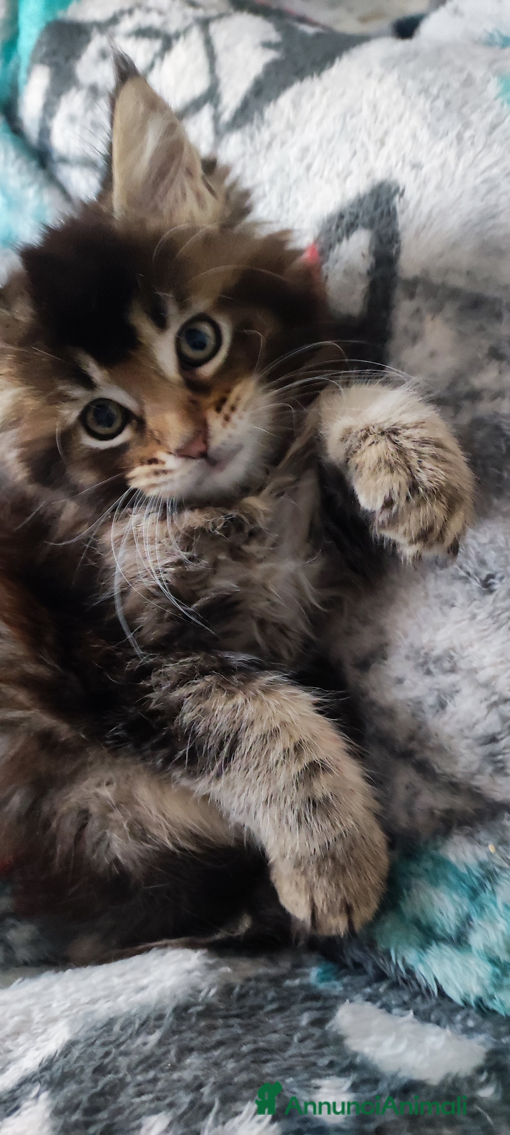 Maine Coon gatti Coppia di Maine coon  - Annuncio 2