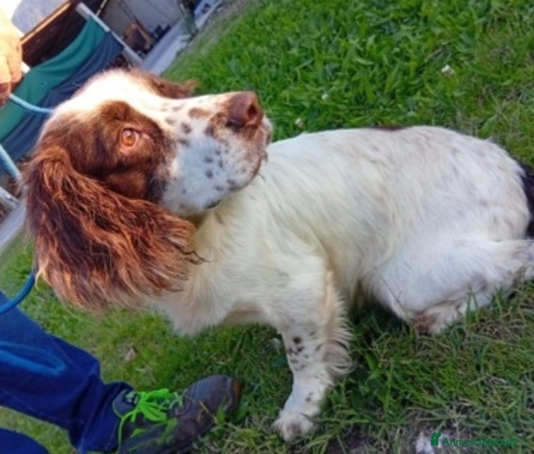 Springer Spaniel Inglese cani in regalo: Springer Spaniel 5anni FINITO IN CANILE.PADOVA - Annuncio 2