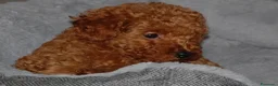 Barboncino Toy cani in vendita: Barboncino Toy rosso  a Città Metropolitana di Venezia - Annuncio 18