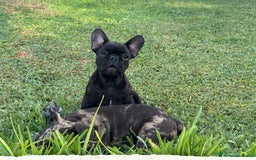 Bulldog Francese cani in vendita: Cucciolo bulldog francese nero bringe  a Città metropolitana di Milano - Immagine 2