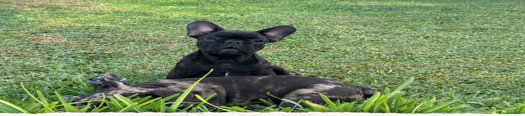 Bulldog Francese Cucciolo 1