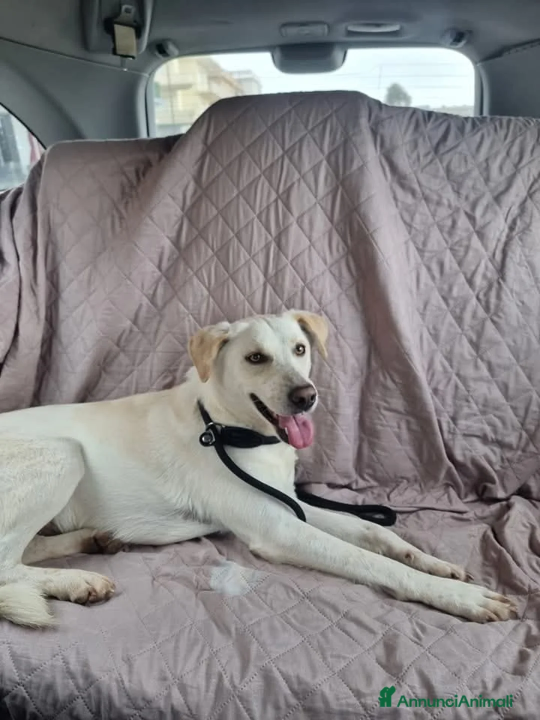 Meticcio cani in regalo: 15 chili, bello, intelligente, simpatico   - Annuncio 2
