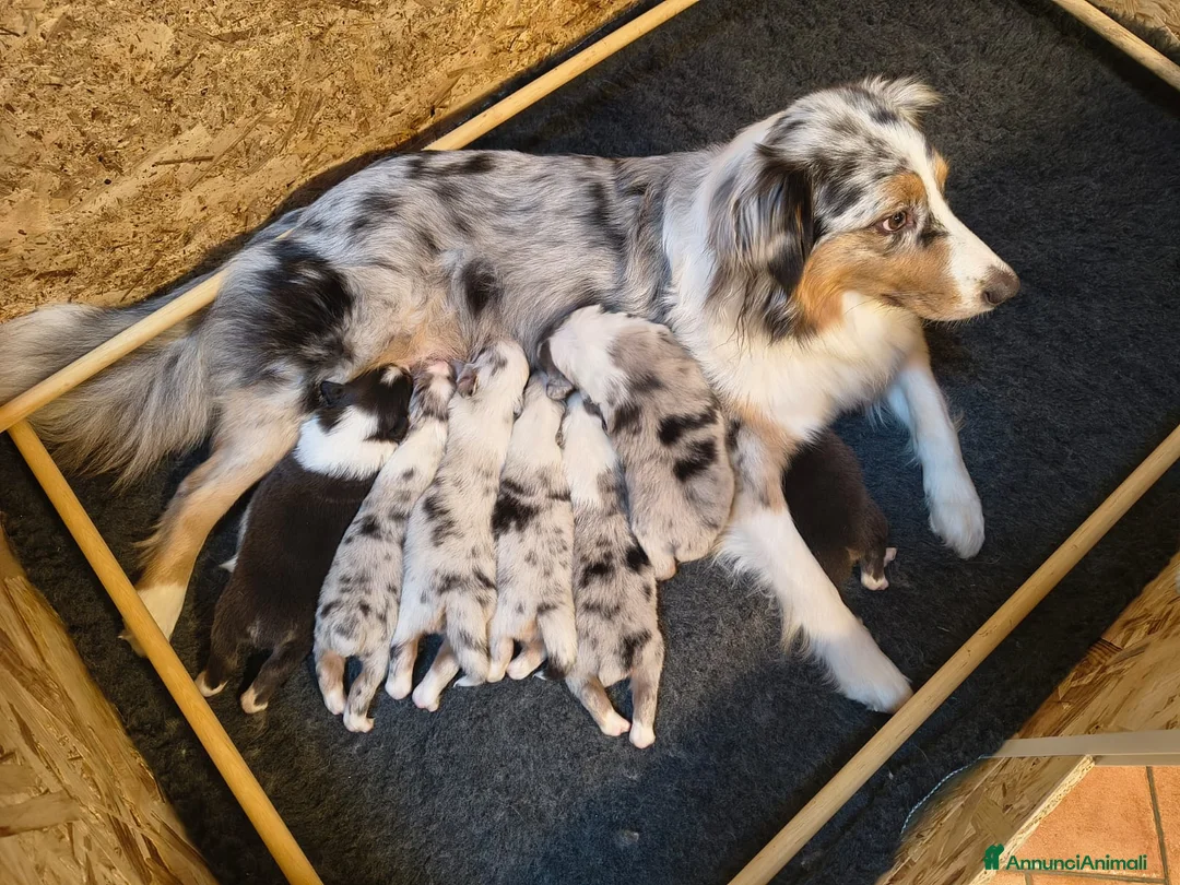 Australian Shepherd cani in vendita: Meravigliosi cuccioli di Pastore Australiano - Annuncio 2