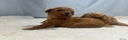 Barboncino Toy cani in vendita: Cuccioli barbone toy - Annuncio 5