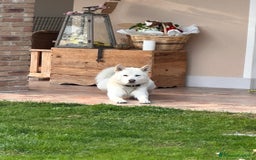 Akita Inu cani in vendita: Cuccioli Akita Inu a Provincia di Vicenza - Immagine 5