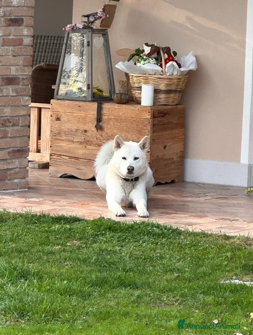 Akita Inu cani in vendita: Cuccioli Akita Inu a Provincia di Vicenza - Immagine 5