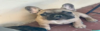 Bulldog Francese coll arancione