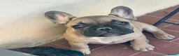 Bulldog Francese cani in vendita: Cuccioli di Bulldog francese - Annuncio 26