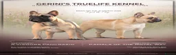 Bulldog Francese cani in vendita: Meravigliosi Cuccioli di Bulldog Francese Fulvi a Provincia di Piacenza - Annuncio 6