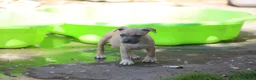 Pitbull cani in vendita: Pit Bull con pedigree anche a rate  - Annuncio 26
