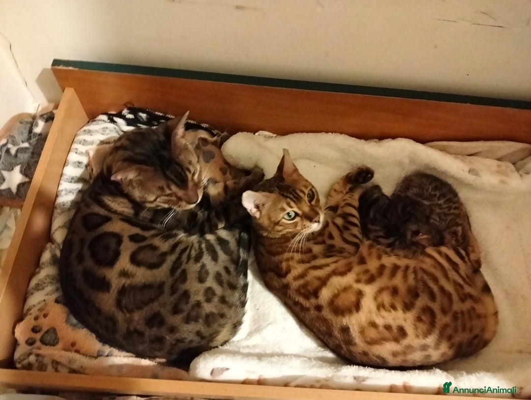 Bengala gatti in vendita: Pedigree Afsi - Annuncio 3