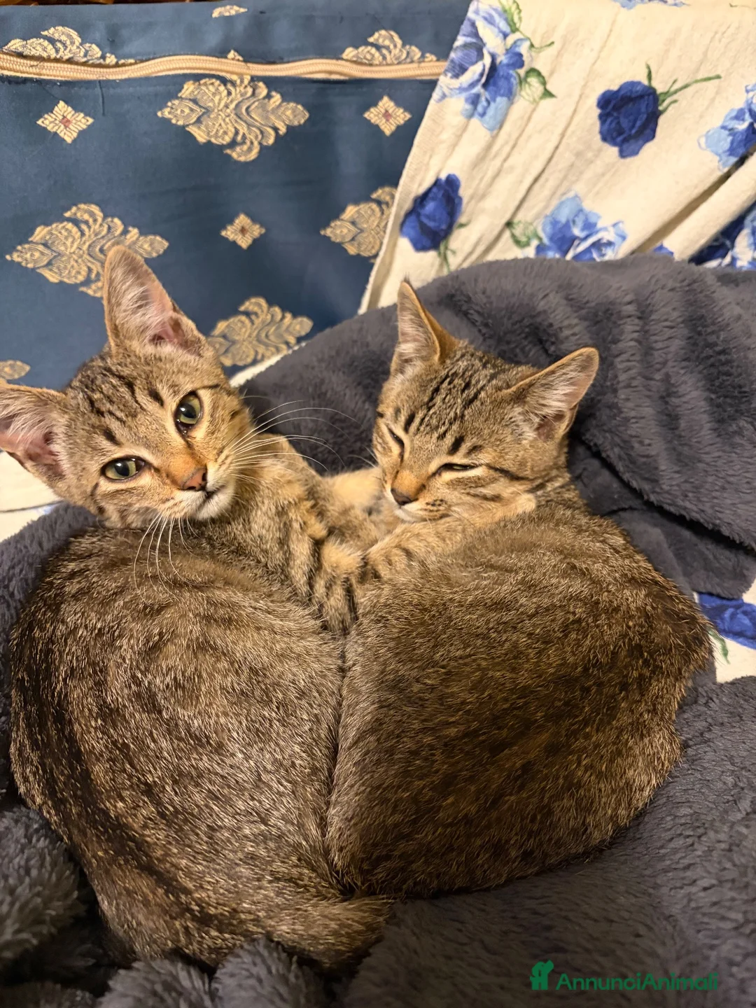 Meticcio gatti in regalo: Gattini di 3 mesi - Annuncio 1