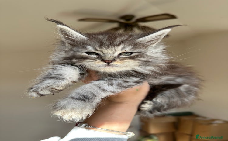 Maine Coon gatti - Annuncio 3