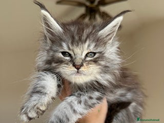 Maine Coon gatti Nephele Cucciola black silver tabby - Annuncio 33