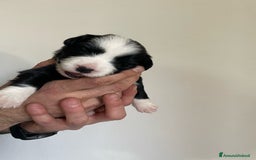 Bearded Collie cani in vendita: Cuccioli Border Collie cercano Famiglia a Provincia di Treviso - Immagine 10