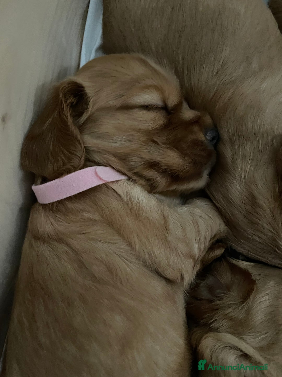 Cocker cani in vendita: Dolcissimi cuccioli di Cocker Spaniel Inglese - Annuncio 6