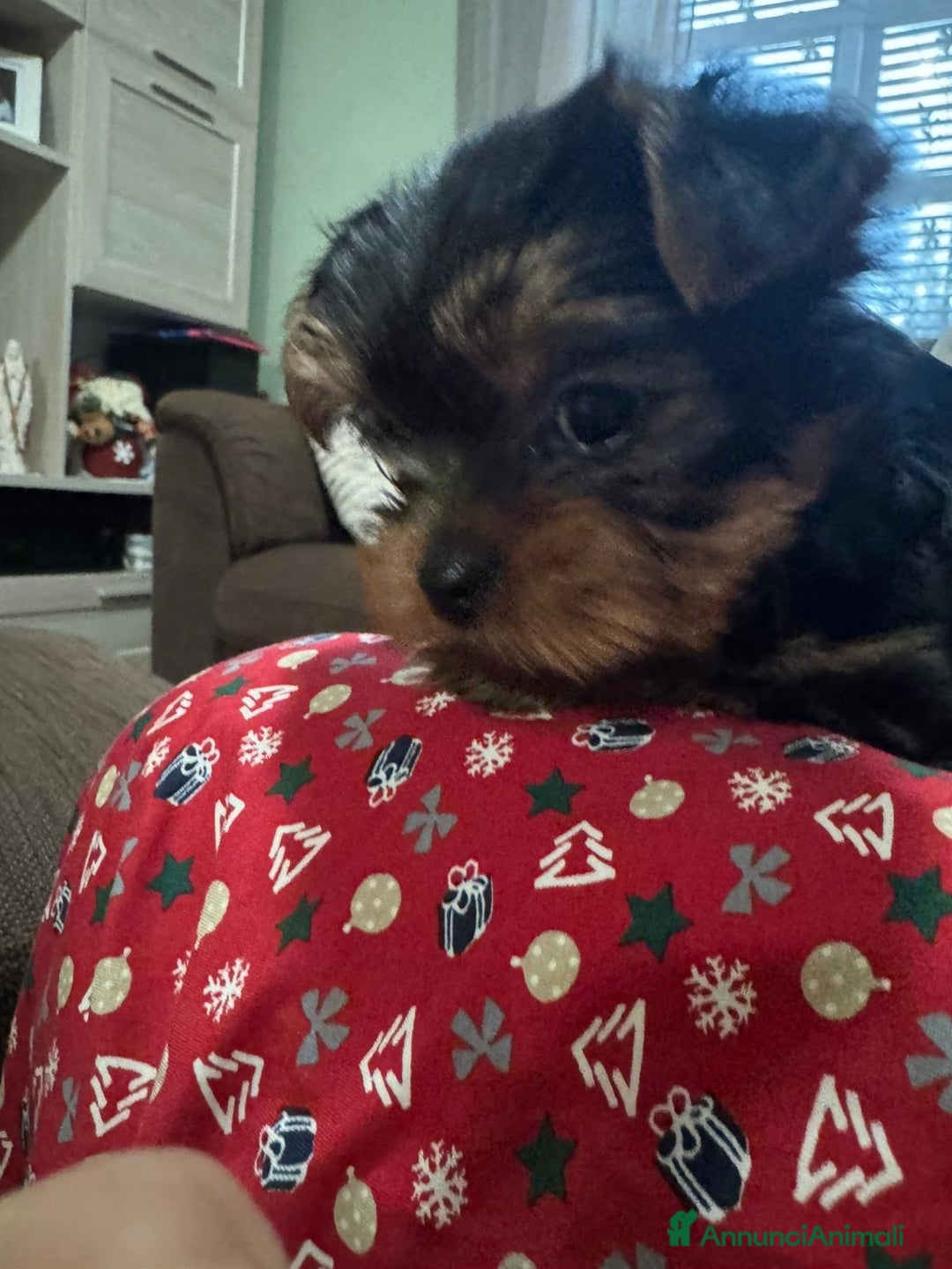 Yorkshire cani in vendita: Yorkshire con pedigree  - Annuncio 4