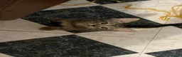 Meticcio gatti in regalo: Piccino, neanche 2 mesi  - Annuncio 6