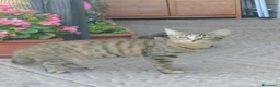 Meticcio gatti in regalo: Trixie - Annuncio 4