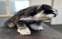 Mini Schnauzer cani in vendita: Cucciolata di schnauzer nani nero/argento a Provincia di Cuneo - Immagine 11