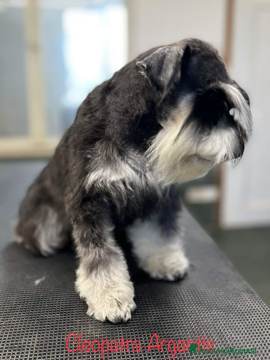 Mini Schnauzer cani in vendita: Cucciolata di schnauzer nani nero/argento a Provincia di Cuneo - Immagine 11