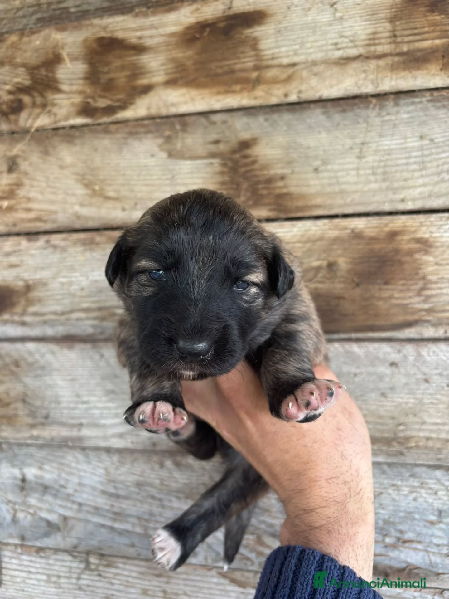 Meticcio cani CAMILLA cucciola futura taglia media in adozione - Annuncio 2