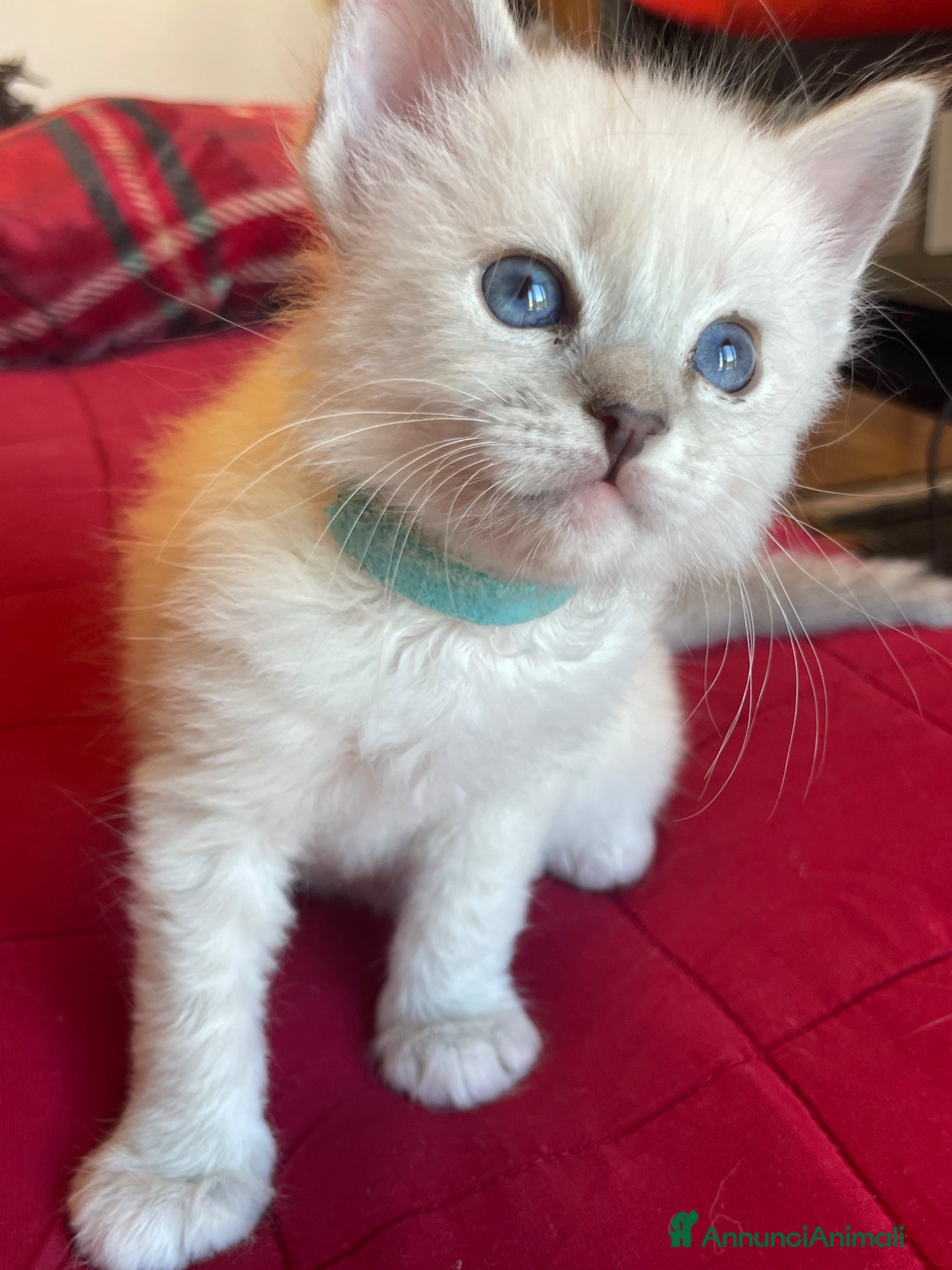 Ragdoll gatti Ragdoll maschio - Annuncio 2