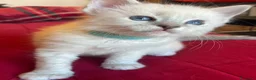 Ragdoll gatti in vendita: Ragdoll maschio - Annuncio 1