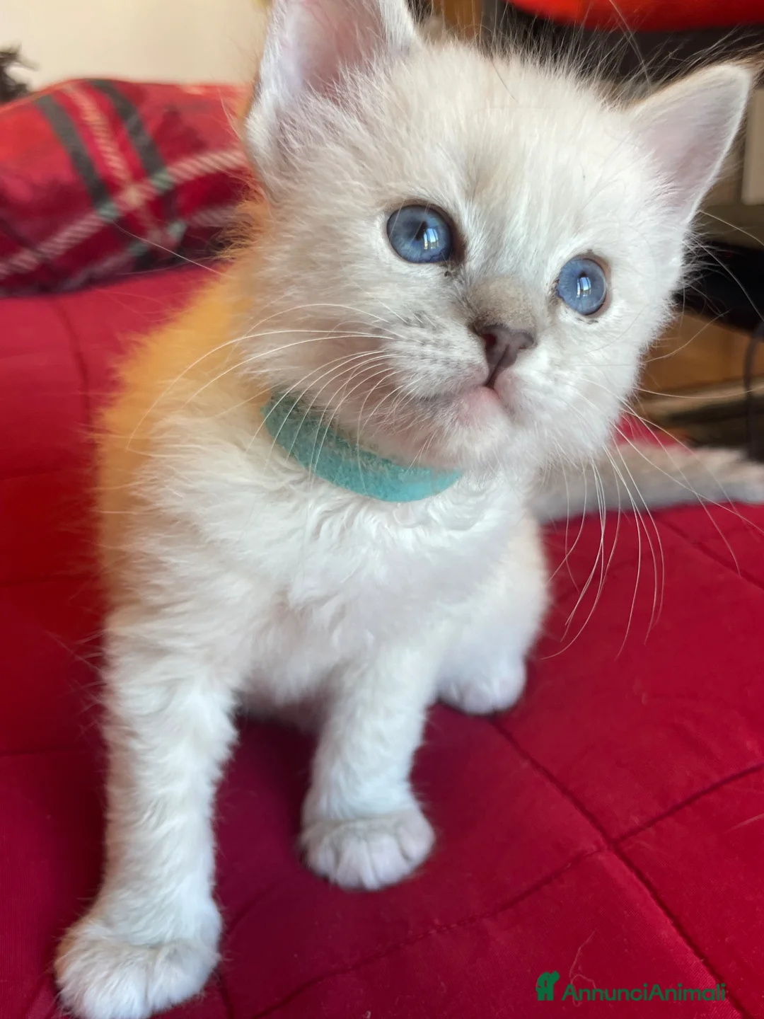 Ragdoll gatti in vendita: Ragdoll maschio - Annuncio 1