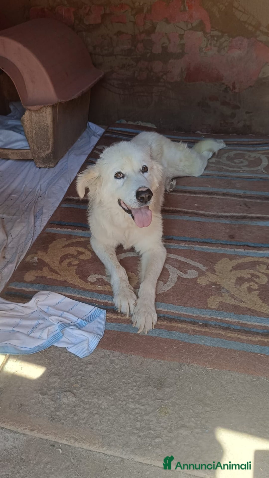 Meticcio cani in regalo: FABIANA MIX MAREMMANO - Annuncio 5